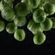 Brussels Sprouts Falling in Water - VideoHive Item for Sale