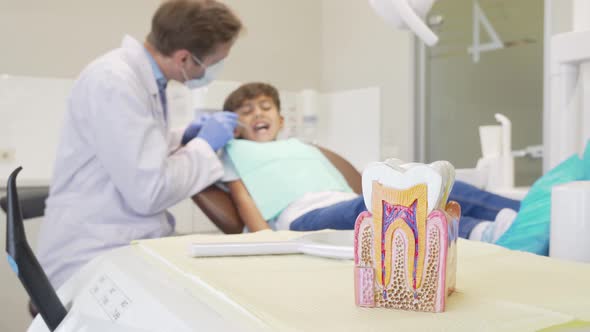 Young Boy Having His Teeth Examined By Dentist, Selective Focus on Tooth Model