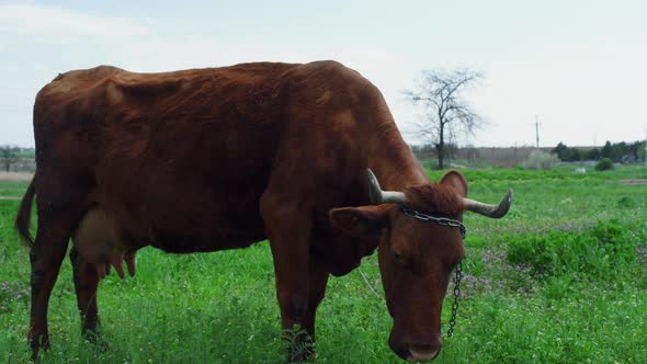 Farm Animal Cattle Feeding Grass Nature in Countryside Field Meadow Background