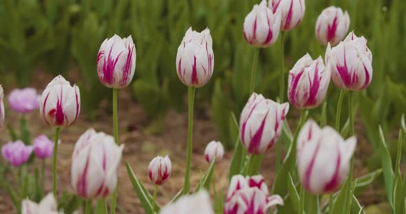 Yellow Tulips on Flower Plantation