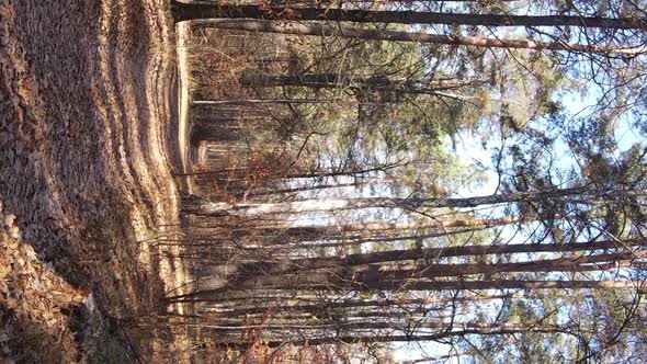 Vertical Video of an Autumn Forest During the Day in Ukraine