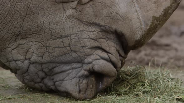 white rhino mouth close up breathing and eating slow motion