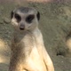 Meerkat or Suricate Close Up - VideoHive Item for Sale