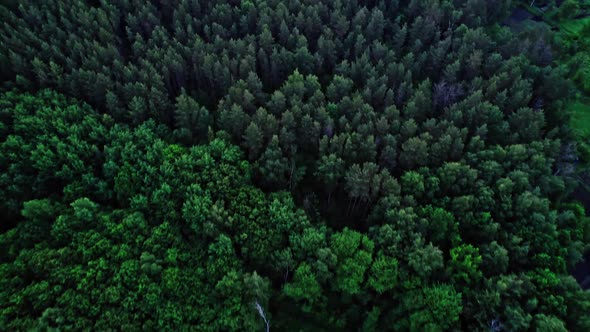 Top Down View of Summer Forest