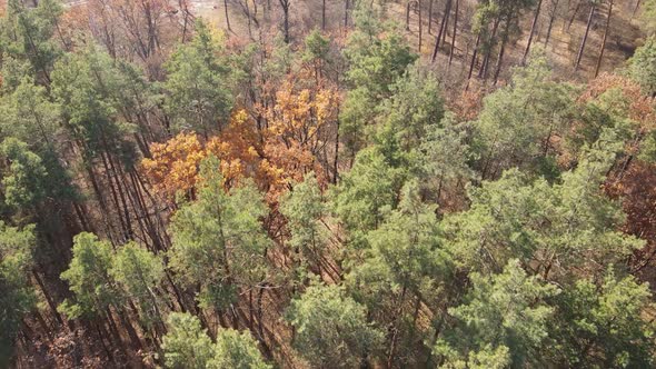 Forest with Trees in the Fall