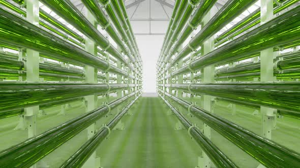 Tubular Algae Bioreactors Fixing CO2 To Produce Biofuel As An Alternative Fuel