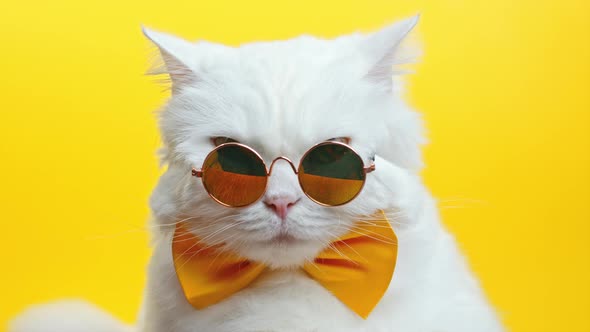 Portrait of White Furry Cat in Fashion Sunglasses and Bowtie