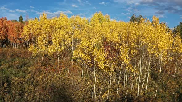 Slowly rising up to view the forest during Fall in the Utah landscape