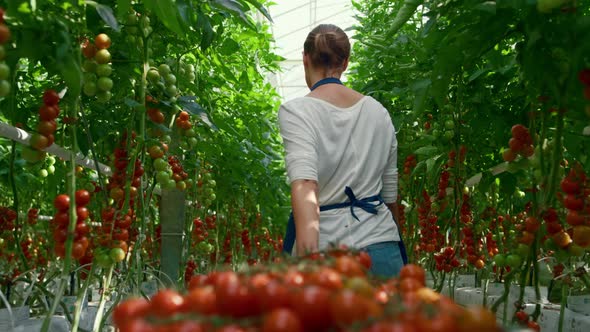 Farmer Cherry Tomato Harvest Plantation Industry