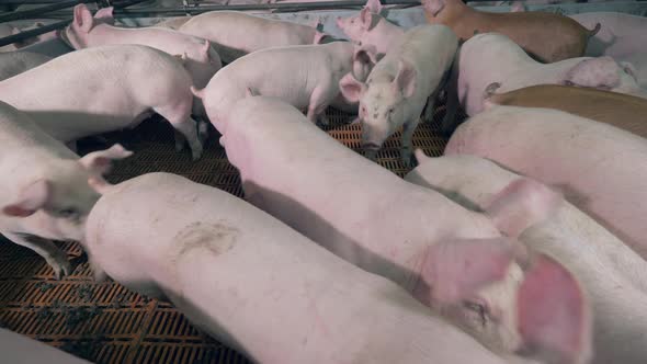 Pig Herd in the Yard of a Pig-breeding Farm