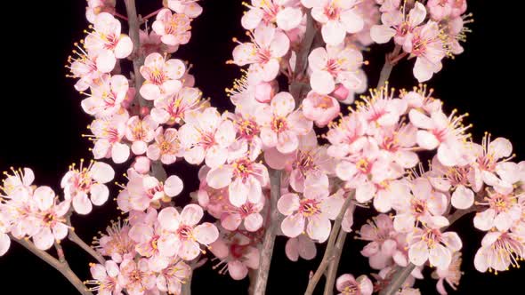 Pink Flowers Blossoms on the Branches Cherry Tree