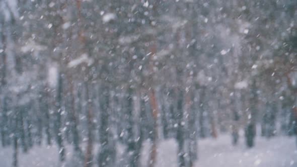 Snowfall Background in Winter Pine Forest with Snowy Christmas Trees