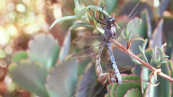 Dragonflies Mating - Close