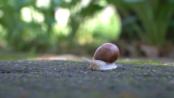 Big Snail Crawling on the Sidewalk