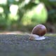 Big Snail Crawling on the Sidewalk - VideoHive Item for Sale