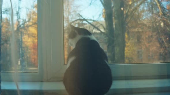 Cat Sitting on Windowsill Closeup