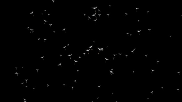 In spring and summer, dandelion seeds fly upwards Isolated by Alpha channel (transparent background)