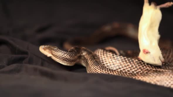 Rat Snake Feeding on a Big White Mouse