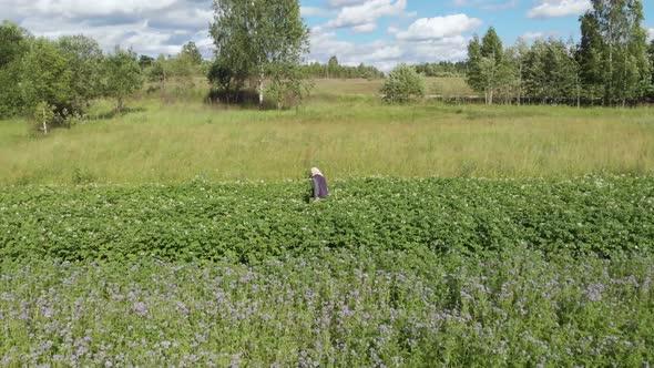 Woman Farmer Pick Colorado Beetle in Small Potato Field Aerial Low Angle Shot