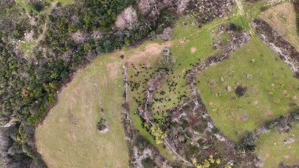 Herd of sheep in the mountains aerial view 4 K