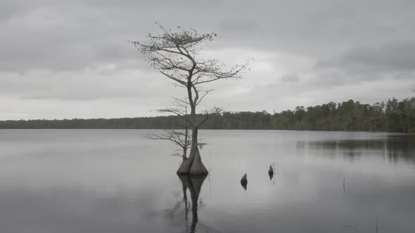 a lonely cypress tree in a lake