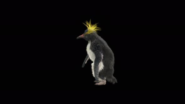 73 Penguin Dancing 4K