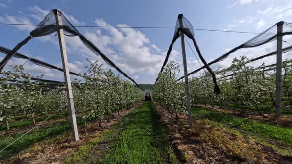 Aerial View Industrial Agrimotor Spraying Poison Pests Riding Between Apple Trees Plantation Rows