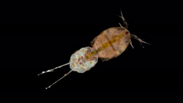 Zooplankton of the Black Sea Under a Microscope. Copepoda Family of Crustaceans From the Order