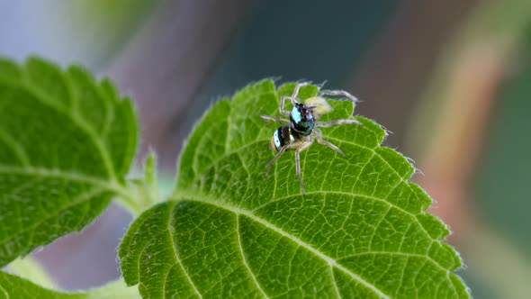 Macro Shot Cute Little Jumping Spider with Striped Bright Body on Green Foliage