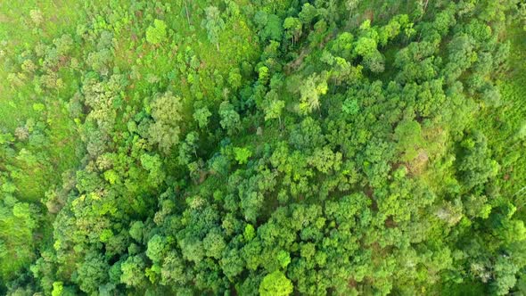 Top view of mountain and forest.