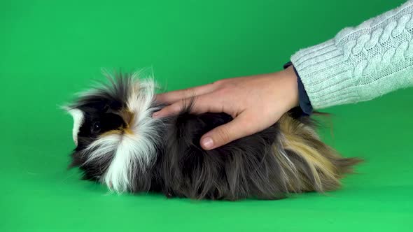 Abyssinian Guinea Pig Pet with Black White Orange Fur Coat and Man Hand Strokes Her on a Green