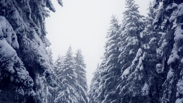 Densely Snow-Covered Conifer Trees Against Overcast Sky. Low Angle Shot