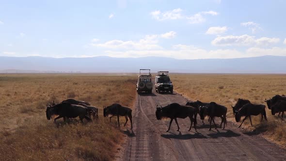 A herd of wildebeest, Connochaetes taurinus or Gnu marching across a road between safari vehicles du