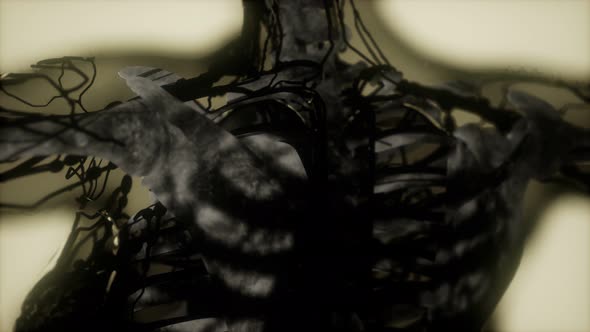 Human Skeleton Bones Scan Glowing alt