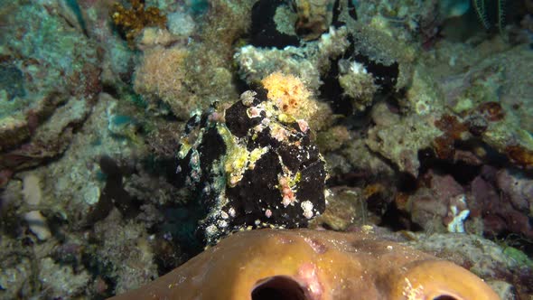 another close view of beautiful black frog fish