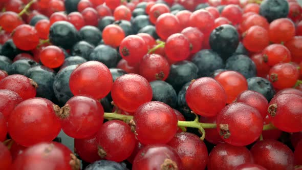 Wild Berries Red Currants and Black Lingonberries in Motion in Slow Motion