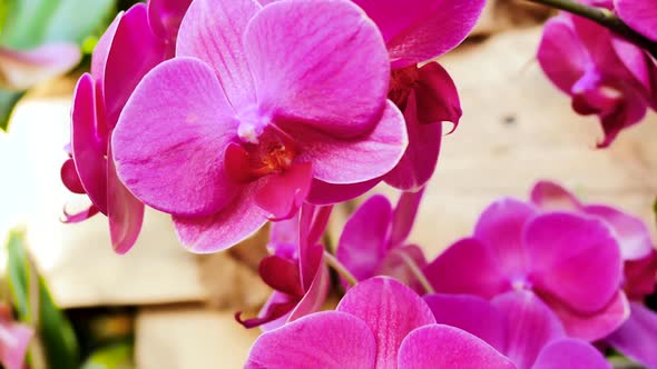 Orchid Pink Color 