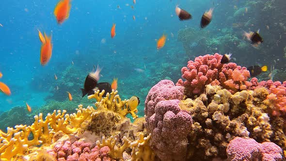 Beautiful Coral Colony Reef the Tropical Fish with Wonderful Underwater World