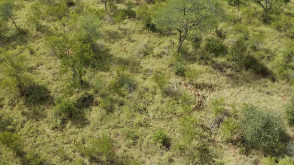 Aerial View of Antelopes in the savana Balule Reserve, Maruleng NU South Africa.