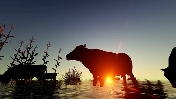 Herd of Buffalo Drinking Water in the Reeds