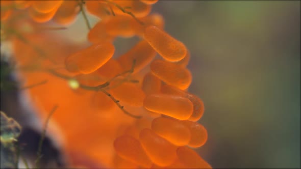 Seahorse Gutulatus  Eggs On The Bottom Short