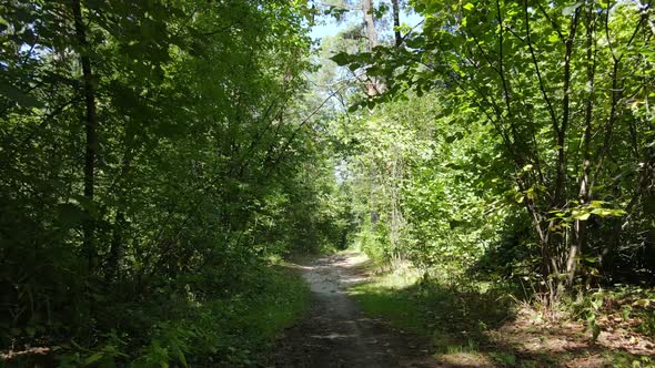 Forest with Trees on a Summer Day Slow Motion