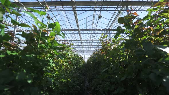 Nature View of Plants and Flowers of Roses Inside the Glass Greenhouse Wide Angle Indoors Camera