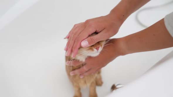 Woman Washes Cute Ginger Cat. Fluffy Wet Pet Meows and Tries To Escape From Bathtub.