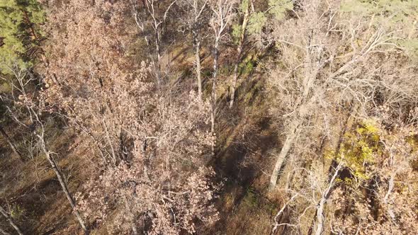 Forest with Trees in the Fall