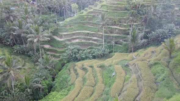 Aerial view of Tegalalang Bali rice terraces.