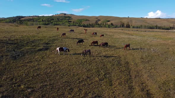 Horse herd grazing in the hills