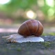 Big Snail Crawling on the Sidewalk - VideoHive Item for Sale