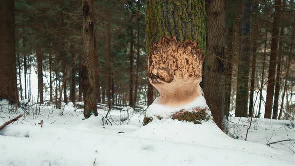 Tree after the Beaver 4K