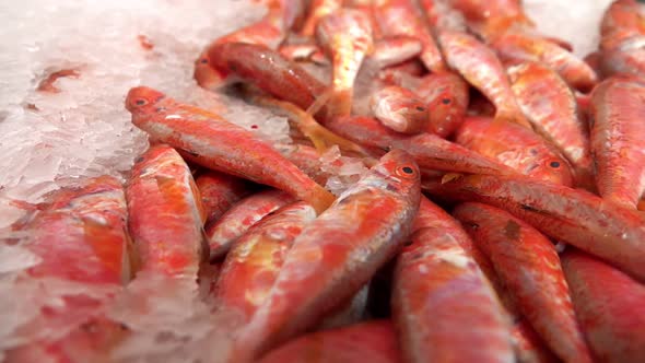 Fishes On Ice In Fish Store 12